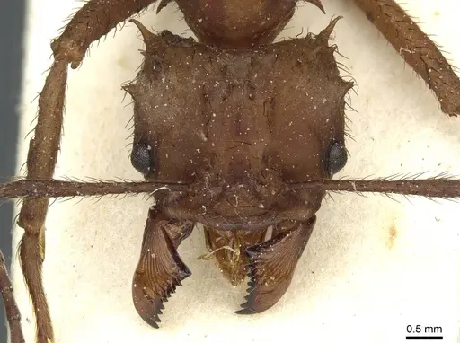 Acromyrmex subterraneus specimen CASENT0912476 image casent0912476_2