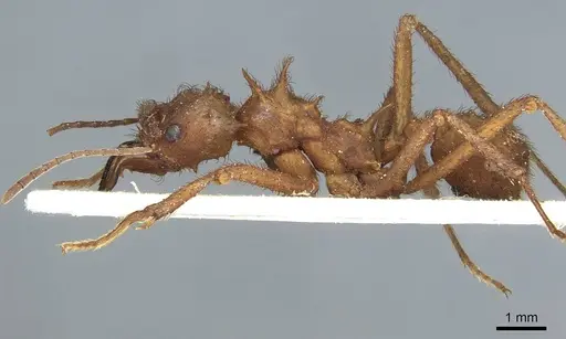 Acromyrmex subterraneus specimen CASENT0912476 image casent0912476_3