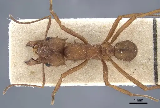 Acromyrmex subterraneus specimen CASENT0917091 image casent0917091_1