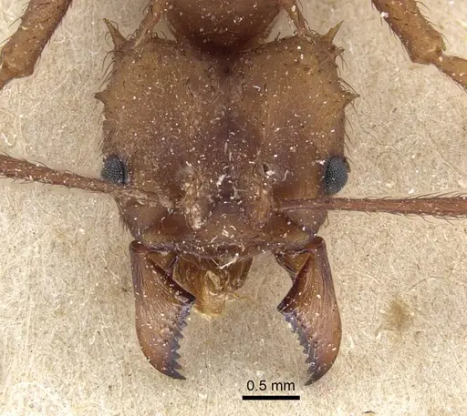 Acromyrmex subterraneus specimen CASENT0917091 image casent0917091_2