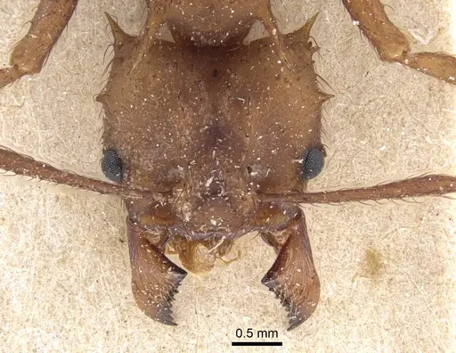 Acromyrmex subterraneus specimen CASENT0917091 image casent0917091_3