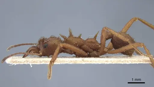 Acromyrmex subterraneus specimen CASENT0917091 image casent0917091_4