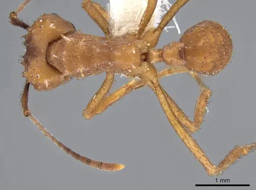 Acromyrmex subterraneus specimen CASENT0922031 image casent0922031_1