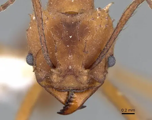 Acromyrmex subterraneus specimen CASENT0922031 image casent0922031_2