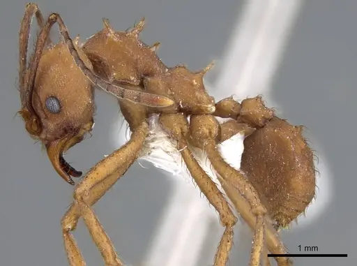 Acromyrmex subterraneus specimen CASENT0922031 image casent0922031_3