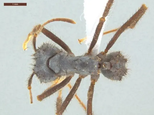 Acromyrmex subterraneus specimen ECOFOG-IT14-0958-18 image ecofog-it14-0958-18_1