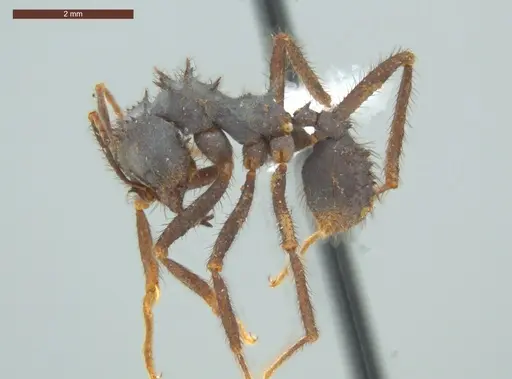 Acromyrmex subterraneus specimen ECOFOG-IT14-0958-18 image ecofog-it14-0958-18_3