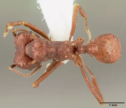 Acromyrmex versicolor specimen CASENT0005662 image casent0005662_1