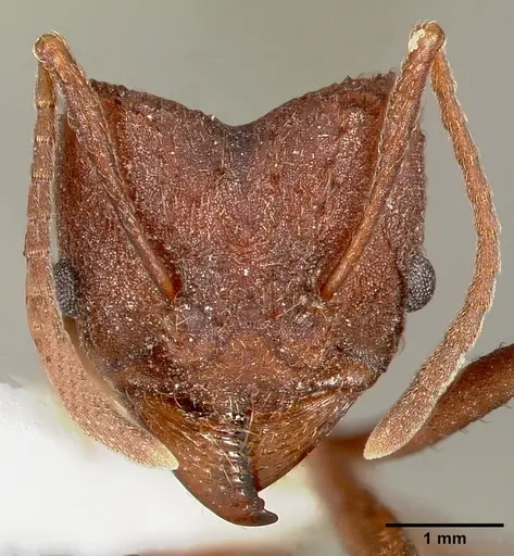 Acromyrmex versicolor specimen CASENT0005662 image casent0005662_2