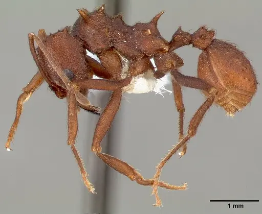 Acromyrmex versicolor specimen CASENT0005662 image casent0005662_3
