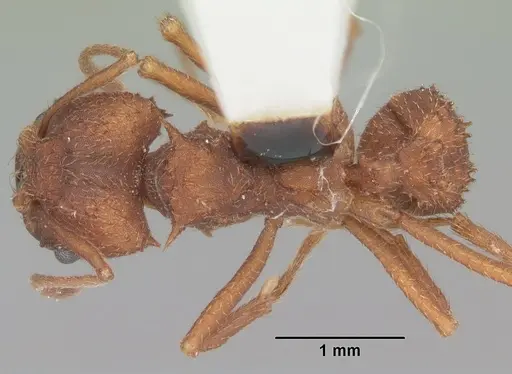 Acromyrmex versicolor specimen CASENT0104036 image casent0104036_1