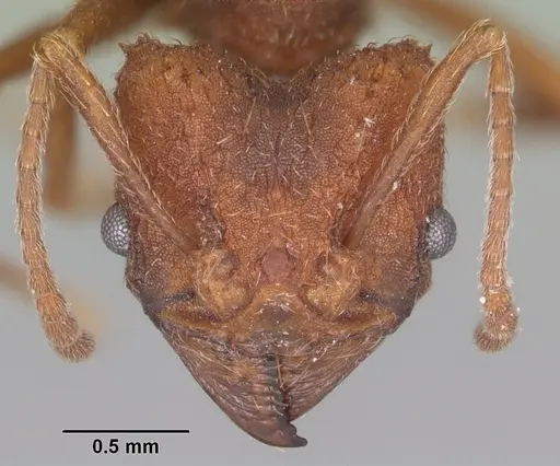 Acromyrmex versicolor specimen CASENT0104036 image casent0104036_2
