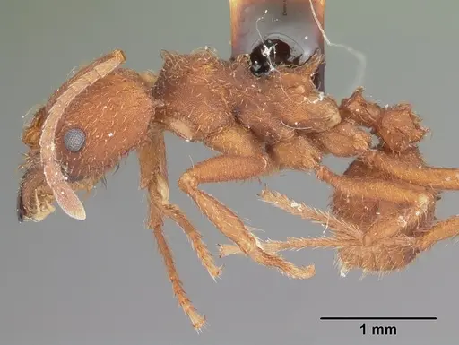 Acromyrmex versicolor specimen CASENT0104036 image casent0104036_3