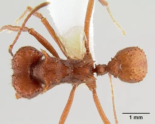 Acromyrmex versicolor specimen CASENT0106056 image casent0106056_1