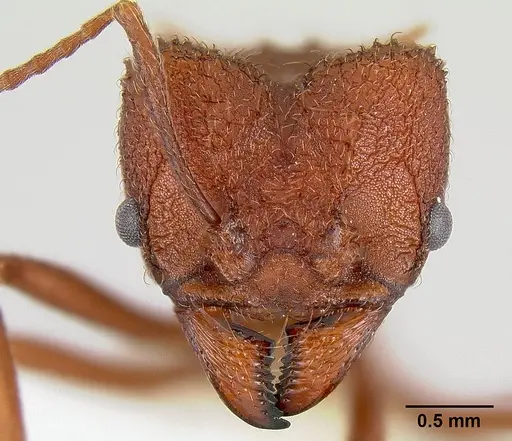 Acromyrmex versicolor specimen CASENT0106056 image casent0106056_2