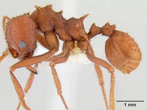 Acromyrmex versicolor specimen CASENT0106056 image casent0106056_3