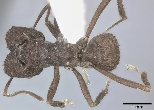Acromyrmex versicolor specimen CASENT0246631 image casent0246631_1