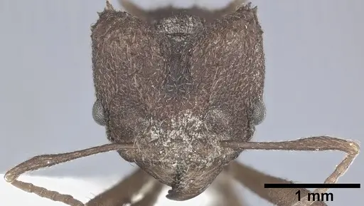 Acromyrmex versicolor specimen CASENT0246631 image casent0246631_2