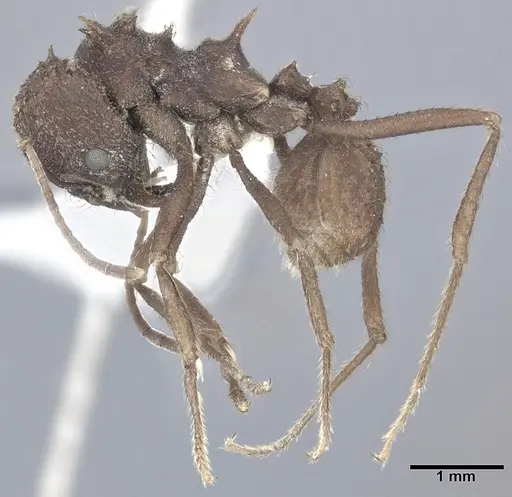 Acromyrmex versicolor specimen CASENT0246631 image casent0246631_3