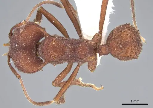 Acromyrmex versicolor specimen CASENT0922032 image casent0922032_1