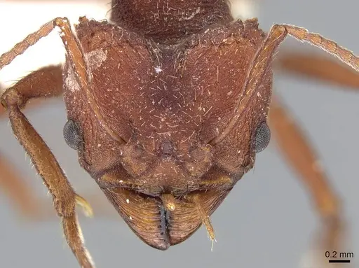 Acromyrmex versicolor specimen CASENT0922032 image casent0922032_2