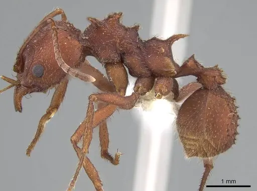Acromyrmex versicolor specimen CASENT0922032 image casent0922032_3