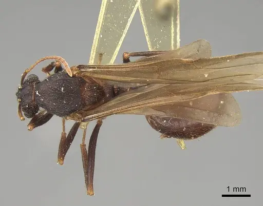 Acromyrmex versicolor specimen CASENT0923024 image casent0923024_1