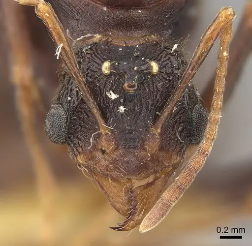 Acromyrmex versicolor specimen CASENT0923024 image casent0923024_2