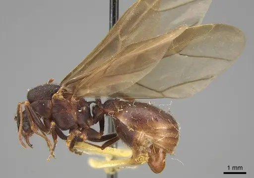 Acromyrmex versicolor specimen CASENT0923024 image casent0923024_3