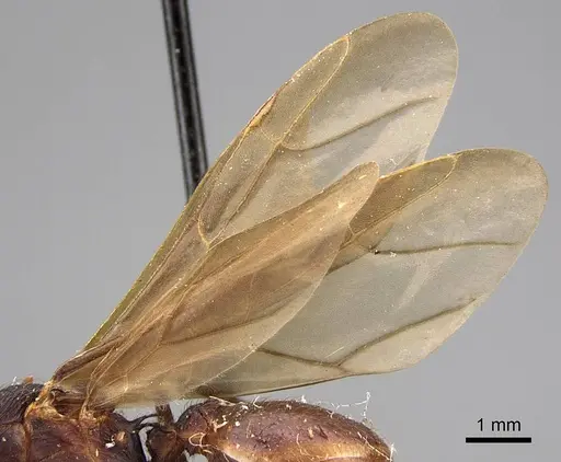 Acromyrmex versicolor specimen CASENT0923024 image casent0923024_4