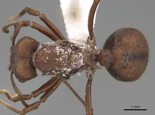 Acromyrmex versicolor specimen CASENT0923051 image casent0923051_1