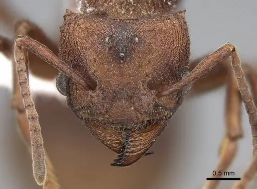 Acromyrmex versicolor specimen CASENT0923051 image casent0923051_2
