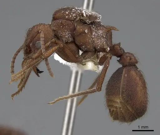 Acromyrmex versicolor specimen CASENT0923051 image casent0923051_3