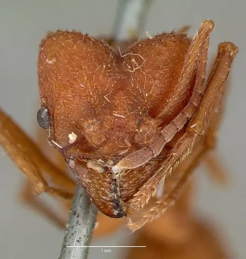 Acromyrmex versicolor specimen CASTYPE00618 image castype00618_2