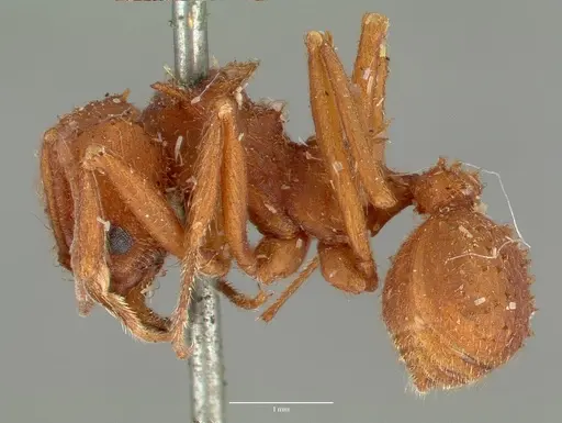 Acromyrmex versicolor specimen CASTYPE00618 image castype00618_3