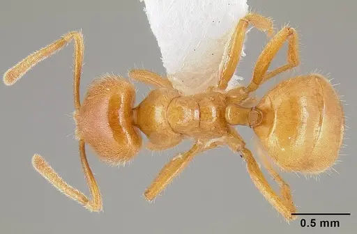Acropyga acutiventris specimen CASENT0106009 image casent0106009_1