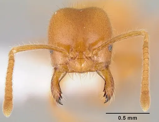Acropyga acutiventris specimen CASENT0106009 image casent0106009_2