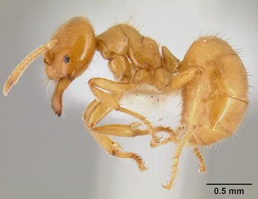 Acropyga acutiventris specimen CASENT0106009 image casent0106009_3