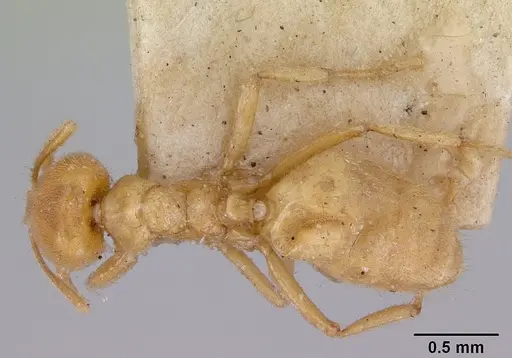 Acropyga acutiventris specimen CASENT0172013 image casent0172013_1