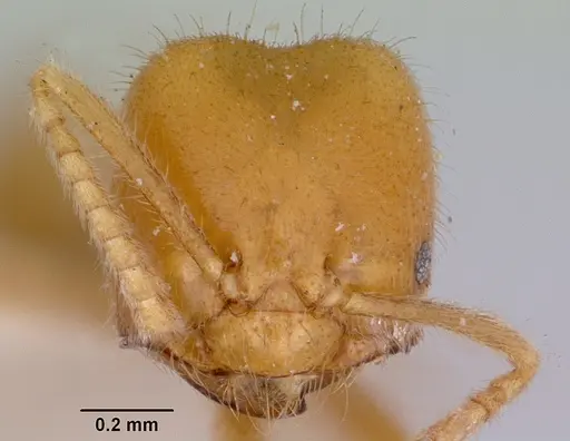 Acropyga acutiventris specimen CASENT0172013 image casent0172013_2