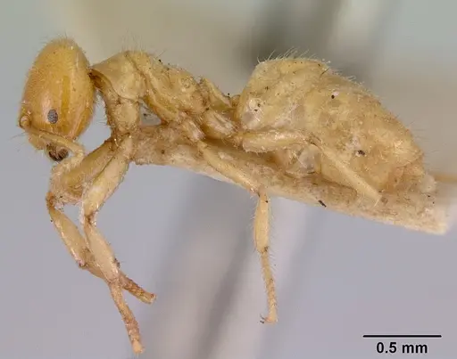 Acropyga acutiventris specimen CASENT0172013 image casent0172013_3