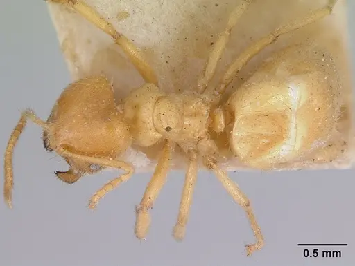 Acropyga acutiventris specimen CASENT0172014 image casent0172014_1