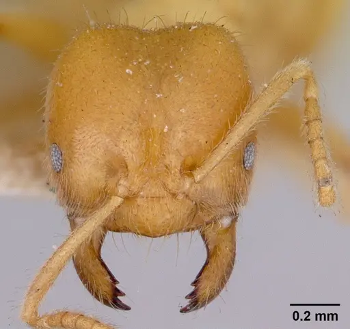 Acropyga acutiventris specimen CASENT0172014 image casent0172014_2