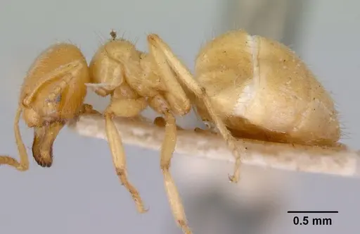 Acropyga acutiventris specimen CASENT0172014 image casent0172014_3