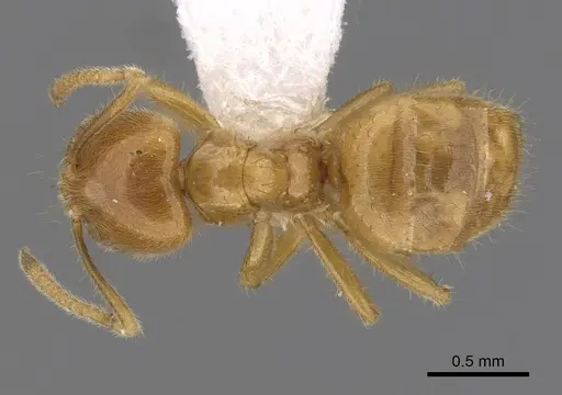 Acropyga acutiventris specimen CASENT0249911 image casent0249911_1