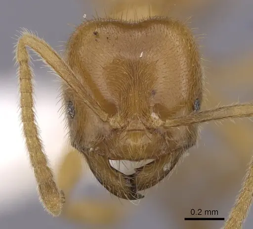 Acropyga acutiventris specimen CASENT0249911 image casent0249911_2