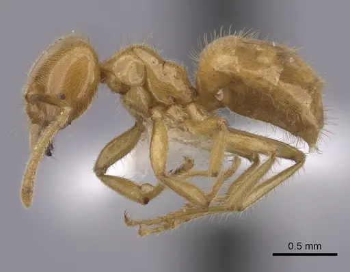 Acropyga acutiventris specimen CASENT0249911 image casent0249911_3