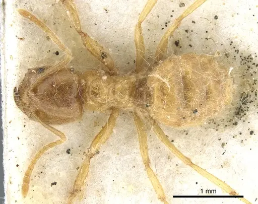 Acropyga acutiventris specimen CASENT0903172 image casent0903172_1