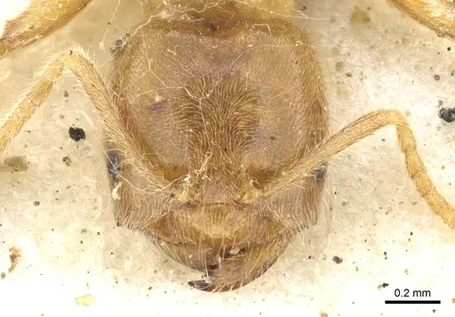 Acropyga acutiventris specimen CASENT0903172 image casent0903172_2