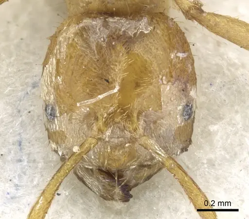 Acropyga acutiventris specimen CASENT0903173 image casent0903173_2